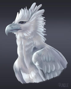 Harpy Eagle Harpy Eagle