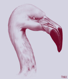 Flamingo Flamingo