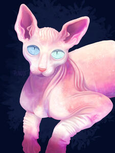 Sphynx Cat Sphynx Cat