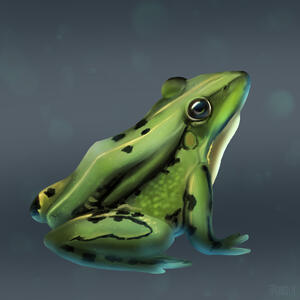 Frog Study Frog Study