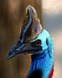 Cassowary Cassowary