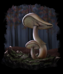 Fungi Fungi