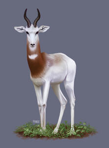 Dama Gazelle